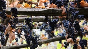 Grape News From France