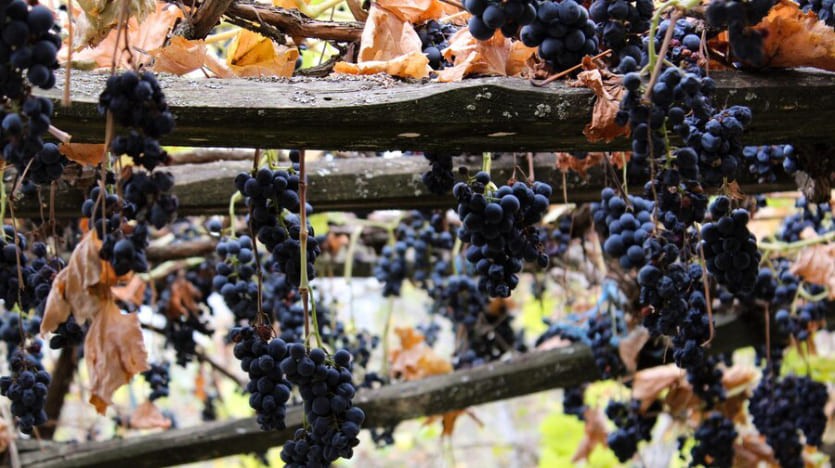 Grape News From France Grape News From France